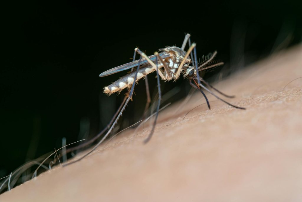 close up shot of a mosquito on human skin